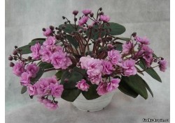 популярные фиалки