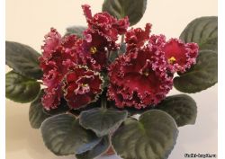 популярные фиалки