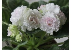 популярные фиалки