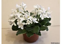 популярные фиалки