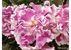 популярные фиалки