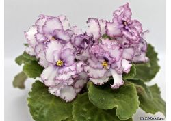 популярные фиалки